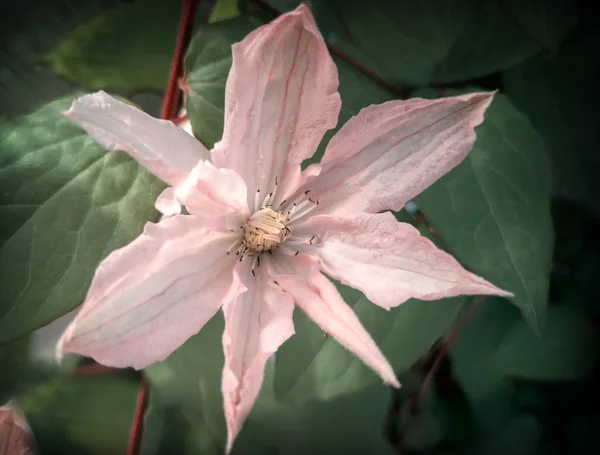 Mooie roze bloemen van Clematis op een achtergrond van bladeren — Stockfoto