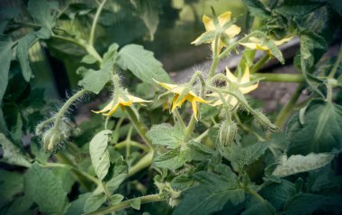 Domates bitkiler çiçek küçük sera içinde.