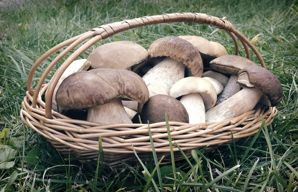 Funghi forti bianchi in un cesto sulla radura nei boschi — Foto Stock