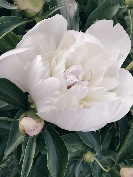 Hermosa flor de peonía blanca entre hojas verdes — Foto de Stock