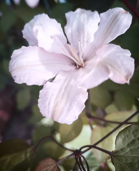 Mooie roze bloemen van Clematis op een achtergrond van bladeren — Stockfoto