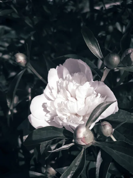 Hermosa flor de peonía blanca entre hojas verdes — Foto de Stock