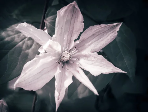 Vackra rosa blommor av clematis på en bakgrund av löv — Stockfoto