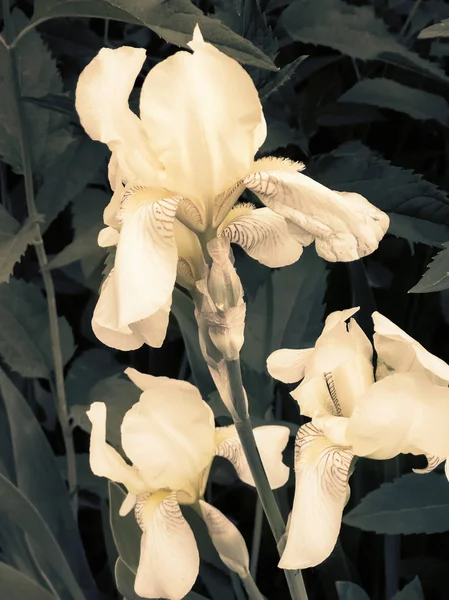 Blommande i trädgården, blekgula iris. — Stockfoto