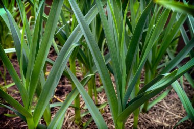Bahçede sarımsak yetiştiren bir yatakta.