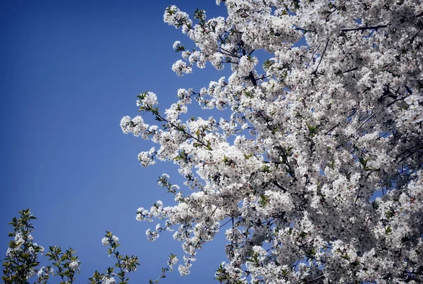 Rama de cerezo en flor contra el cielo azul . — Foto de Stock