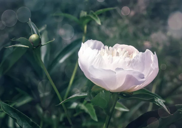 緑の葉の間に美しい白い牡丹の花 — ストック写真