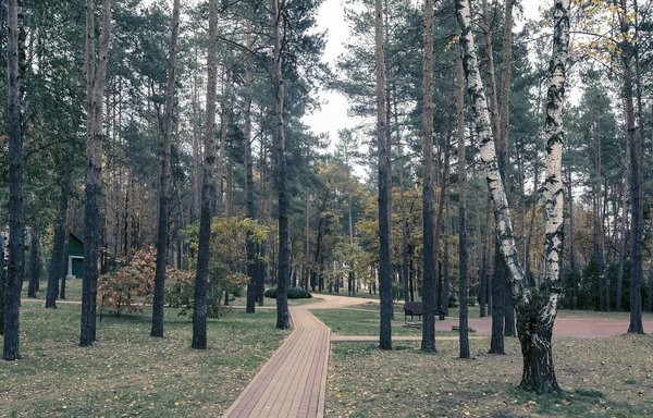 Podzimní krajina: podzimní stromy v parku. — Stock fotografie