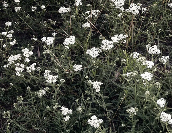 Op een groene weide groeit duizendblad gewoon — Stockfoto