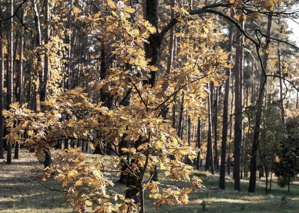 Podzimní krajina: podzimní stromy v parku se žlutými listy. — Stock fotografie