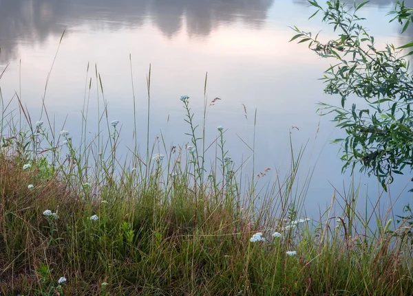Prato erba e fiori sulla riva del fiume. — Foto Stock