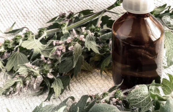 Anasının gözü - sakinleştirici etkisi olan bir şifalı bitki