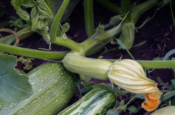 Jonge groene courgettes groeien in de tuin — Stockfoto