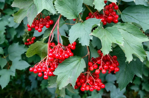 Kartopu çilek bir çalı dallar.