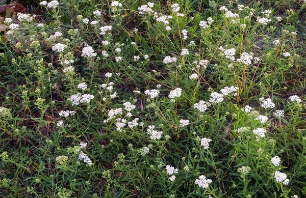 On a green meadow grows yarrow ordinary — Stock Photo, Image