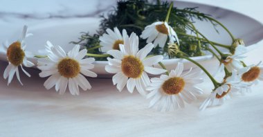 Şifalı bitki - şifalı papatyanın sapları ve çiçekleri