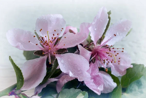 Zweig der Pfirsichblüte auf weißem Hintergrund. — Stockfoto