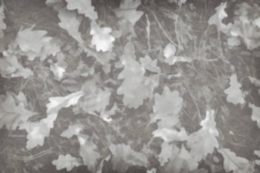 Düşen yaprakların siyah beyaz arka plan görüntüsü