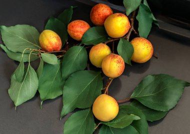 Olgun meyve ve yapraklarla kayısı dalı