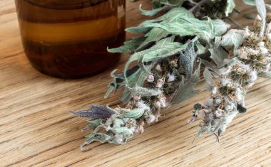 Anasının gözü - sakinleştirici etkisi olan bir şifalı bitki