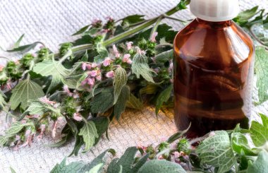 Anasının gözü - sakinleştirici etkisi olan bir şifalı bitki