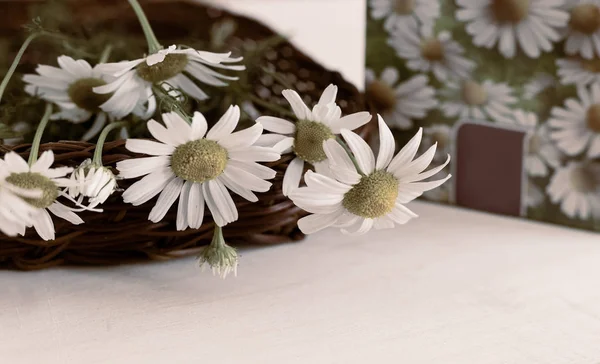 Plante médicinale - les tiges et les fleurs de la camomille médicinale — Photo