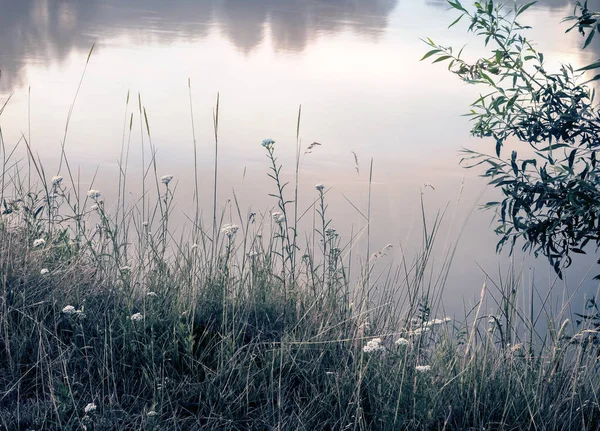 Prato erba e fiori sulla riva del fiume. — Foto Stock