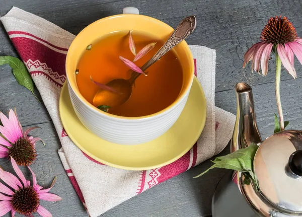 Echinacea ist ein Heilkraut mit immunstimulierender Wirkung — Stockfoto