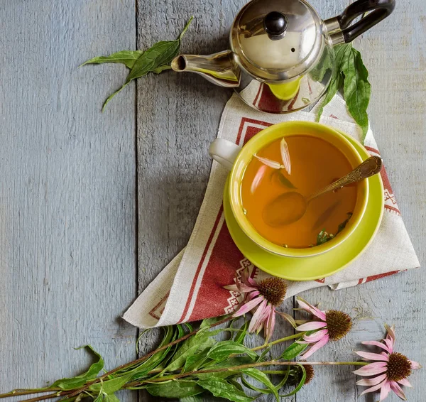 Echinacea é uma erva medicinal com efeitos imunoestimulantes — Fotografia de Stock