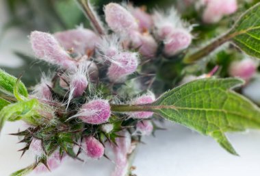 Anasının gözü - sakinleştirici etkisi olan bir şifalı bitki