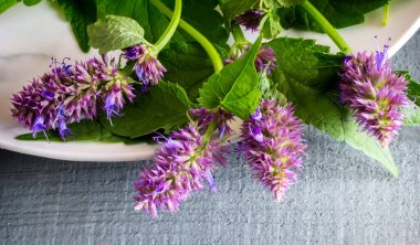 Lofant Lophanthus anisatus biyo-uyarıcı etkisi olan tıbbi bir bitkidir.