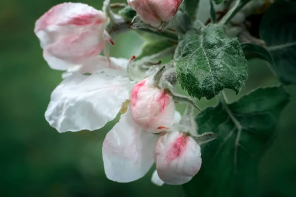 Buds de flores de uma árvore da maçã e folhas em um ramo de árvore da maçã na primavera . — Fotografia de Stock