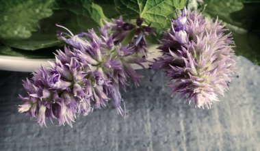 Lofant Lophanthus anisatus biyo-uyarıcı etkisi olan tıbbi bir bitkidir.
