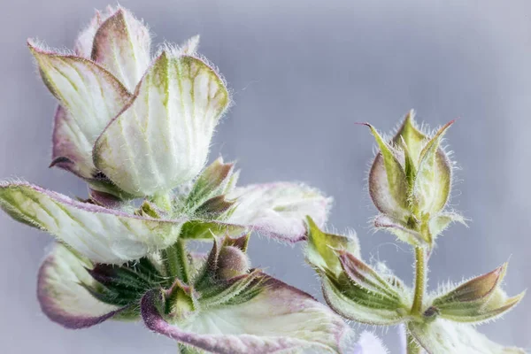 Salvia - una planta medicinal con acción antiséptica —  Fotos de Stock