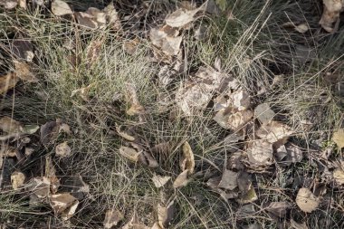 Kuruyan çimenlerin arasında düşen sonbahar yaprakları