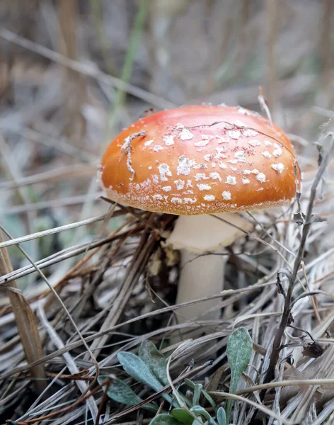 Отруйний гриб літає агаром у розчистці лісу . — стокове фото