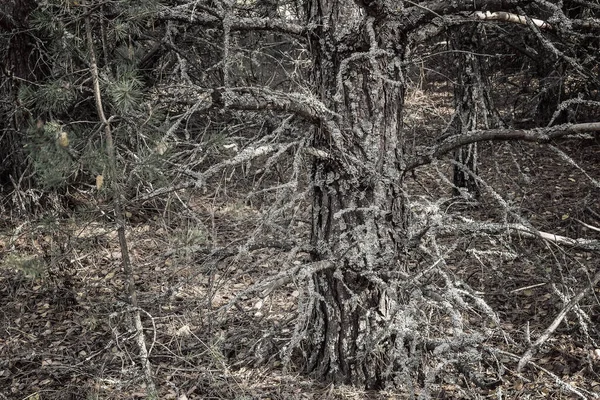 Le tronc d'un vieux pin avec mousse et lichen — Photo
