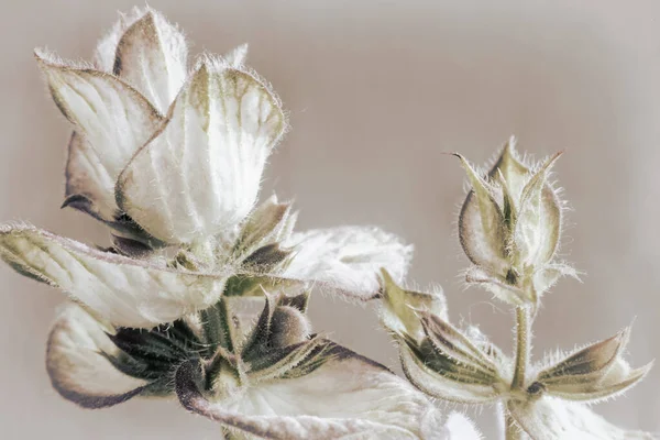 Salvia - una planta medicinal con acción antiséptica — Foto de Stock