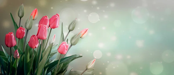 Delikatne Różowe Kwiaty Pąki Tulipanów Jasnym Tle Pastelowych Kolorach Sztandar — Zdjęcie stockowe
