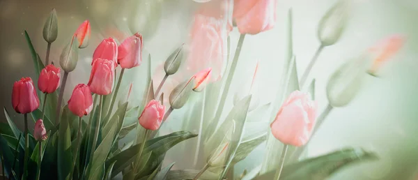 パステルカラーの明るい背景に繊細なピンクの花やチューリップの芽 バナー春の花 二重露光 — ストック写真