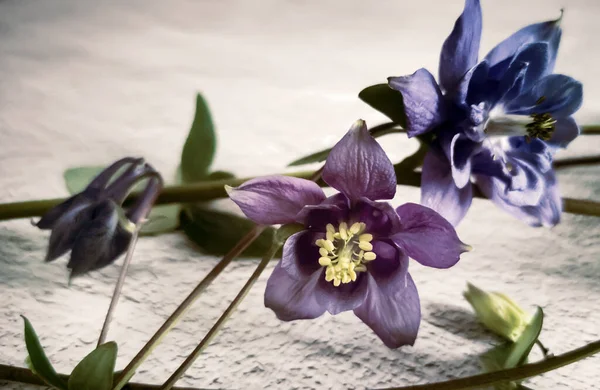 Aquilegia λουλούδια σε ένα ελαφρύ φόντο close-up. — Φωτογραφία Αρχείου