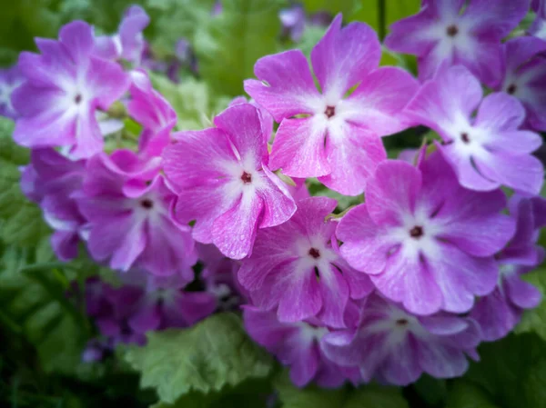 Flores de onagra rosa brillante en el jardín . — Foto de Stock