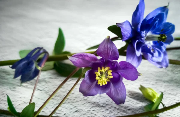 Vackra Lila Aquilegia Blommor Visas Tätt Upp Ljus Bakgrund — Stockfoto