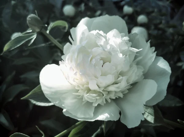 Beautiful Large White Peony Blossoming Garden Green Leaves Photographed Close — Stock Photo, Image