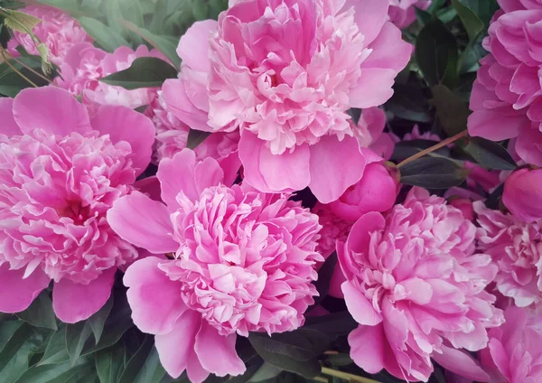 Hermosa Peonía Rosa Grande Que Florece Jardín Fotografiada Por Primer — Foto de Stock