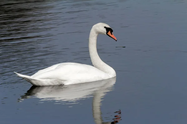 Beautiful Wild White Swan Floating Blue Surface Lake — Stock Photo, Image