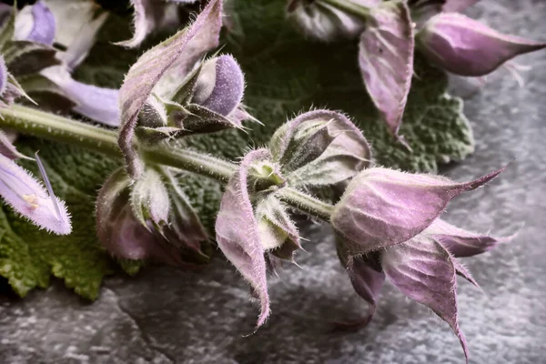 Sábio - uma planta medicinal com ação anti-séptica — Fotografia de Stock