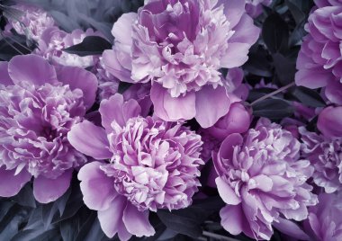 Bahçede çiçek açan güzel, pembe, büyük şakayık yakın plan tarafından fotoğraflanır..