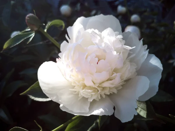 Piękny Duży Biały Piwonia Kwitnący Ogrodzie Wśród Zielonych Liści Jest — Zdjęcie stockowe