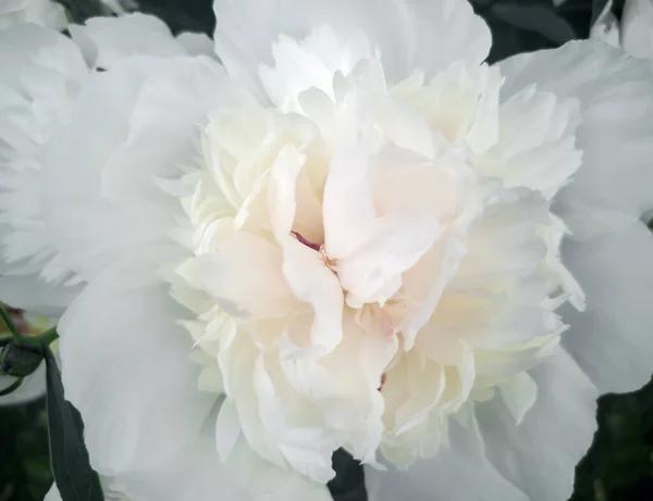 Hermosa Peonía Blanca Grande Que Florece Jardín Entre Las Hojas — Foto de Stock
